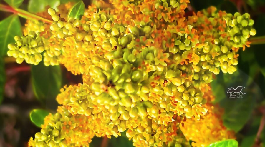 A stalk of winged sumac in full bloom, when photographed from above, takes on a star shape.