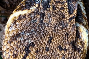 A closeup image of an Eastern diamondback rattlesnake shows it’s large head and beautiful overlapping scales.
