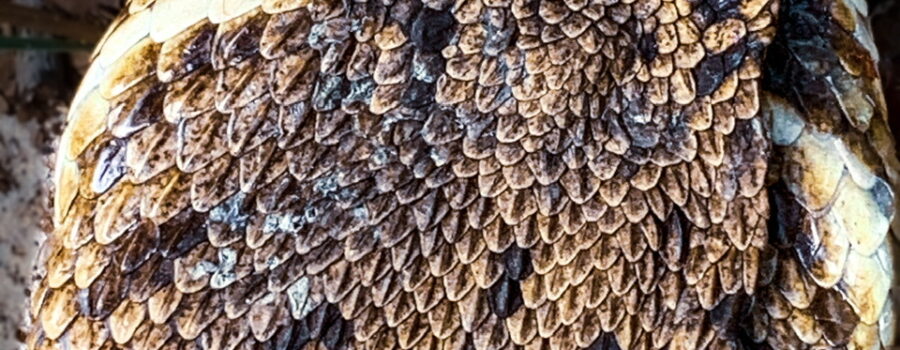 A closeup image of an Eastern diamondback rattlesnake shows it’s large head and beautiful overlapping scales.