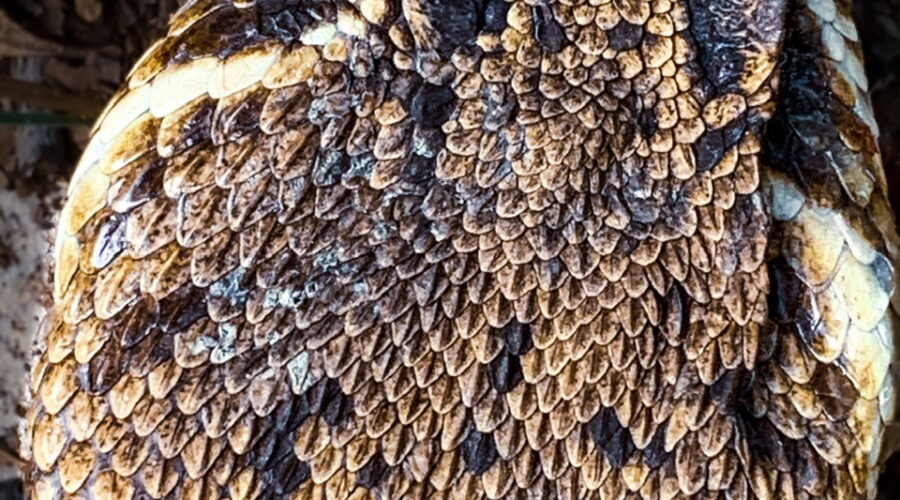 A closeup image of an Eastern diamondback rattlesnake shows it’s large head and beautiful overlapping scales.