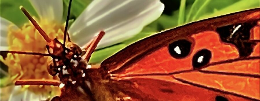 A gulf fritillary butterfly takes an afternoon snack on a blackjack flower.