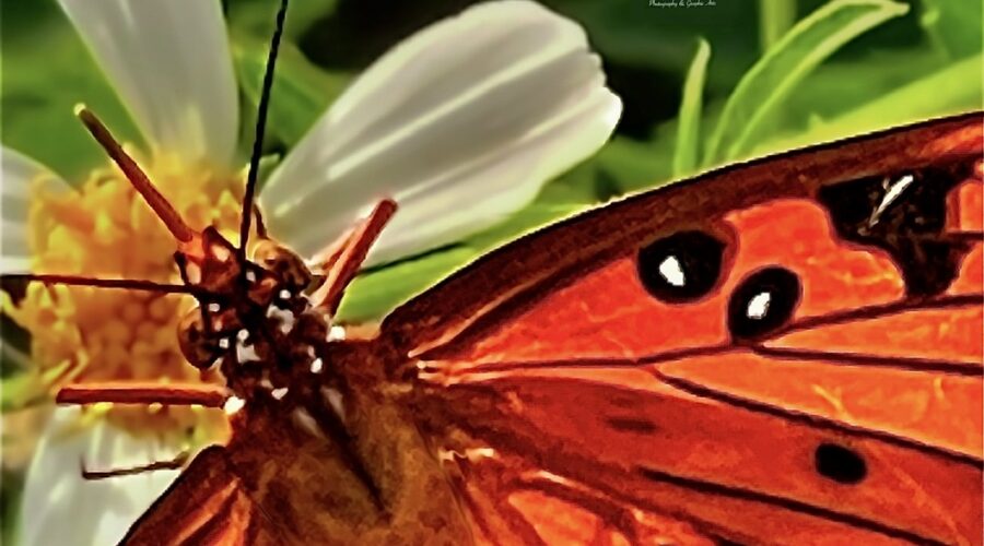 A gulf fritillary butterfly takes an afternoon snack on a blackjack flower.