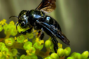 A carpenter mimic leafcutter bee helps itself to nectar from the winged sumac flowers.