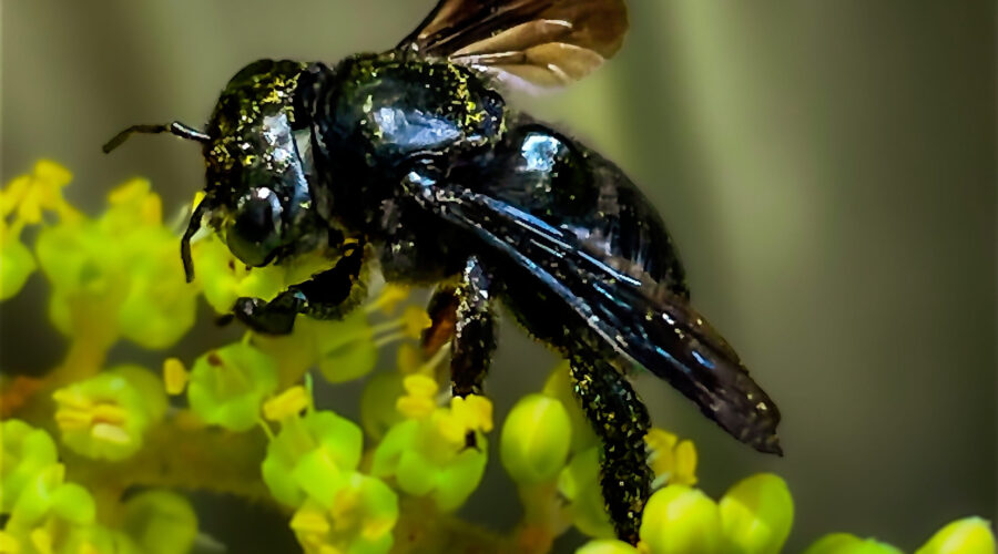A carpenter mimic leafcutter bee helps itself to nectar from the winged sumac flowers.