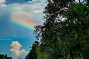 A pop of rainbow colors appears between a rain cloud and an oak tree on a rainy afternoon.