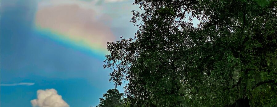 A pop of rainbow colors appears between a rain cloud and an oak tree on a rainy afternoon.