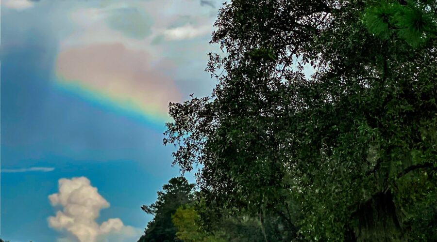 A pop of rainbow colors appears between a rain cloud and an oak tree on a rainy afternoon.