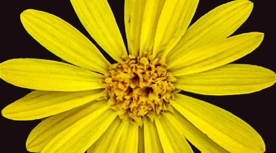 Camphorweed is a very common fall wildflower in central Florida.