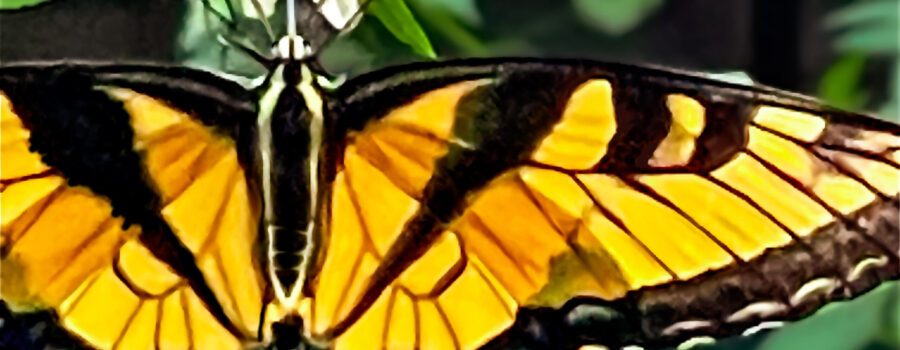 This large tiger swallowtail butterfly positioned itself in such a way that the afternoon sun was shining directly through its wings.