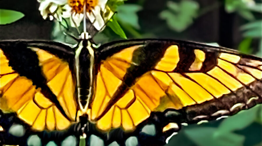 This large tiger swallowtail butterfly positioned itself in such a way that the afternoon sun was shining directly through its wings.