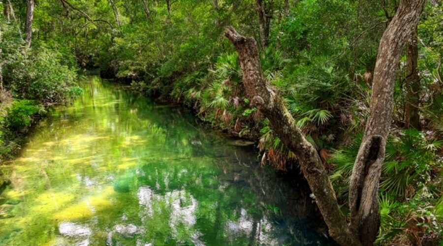 A small, slow moving stream flows through the north central Florida wilderness.
