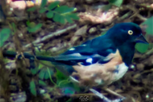 An Eastern towhee hops along on the ground in a manner that is typical of these birds.