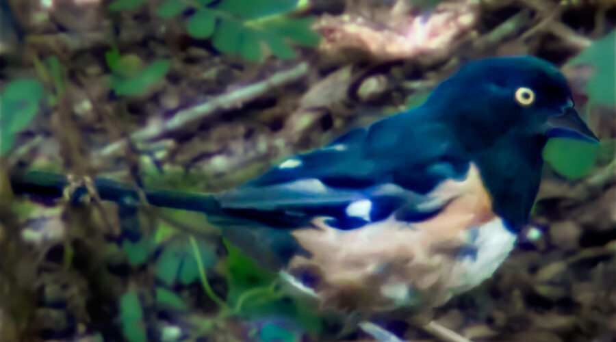 An Eastern towhee hops along on the ground in a manner that is typical of these birds.