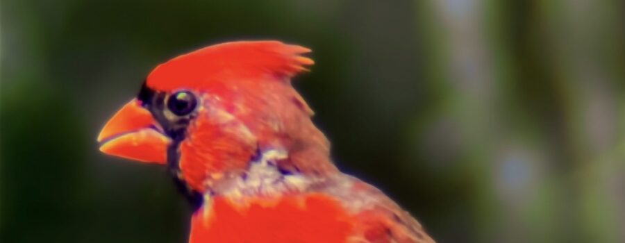Colorful Poppa Cardinal is Looking Kind of Rough, Too