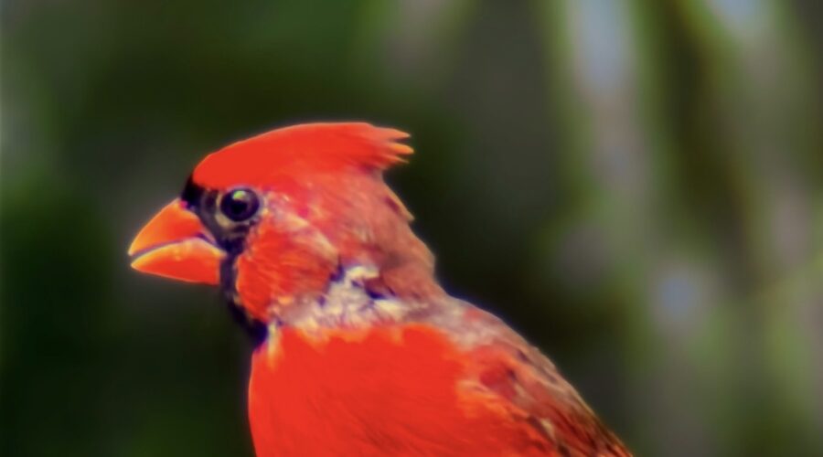 Colorful Poppa Cardinal is Looking Kind of Rough, Too