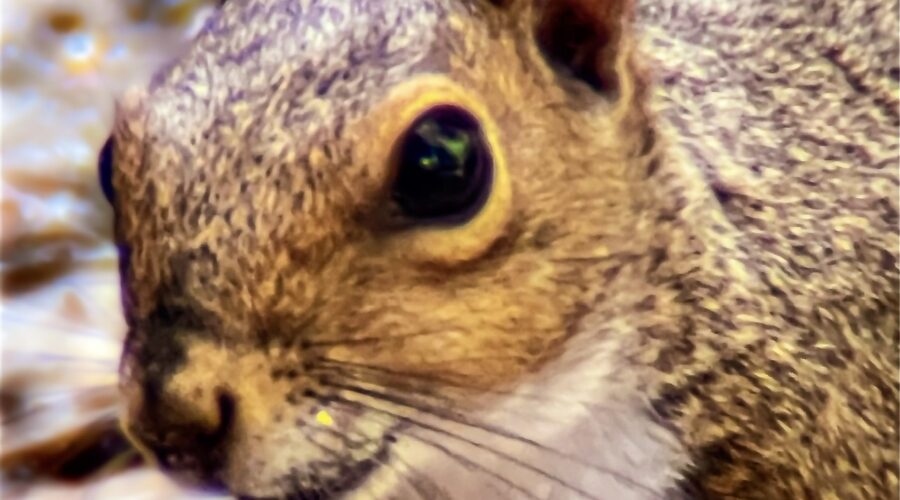 A younger eastern Grey squirrel looks at the camera like she just got caught doing something bad.