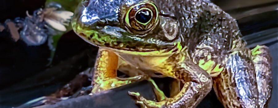 An American bullfrog lounges around in the morning sun to warm itself.