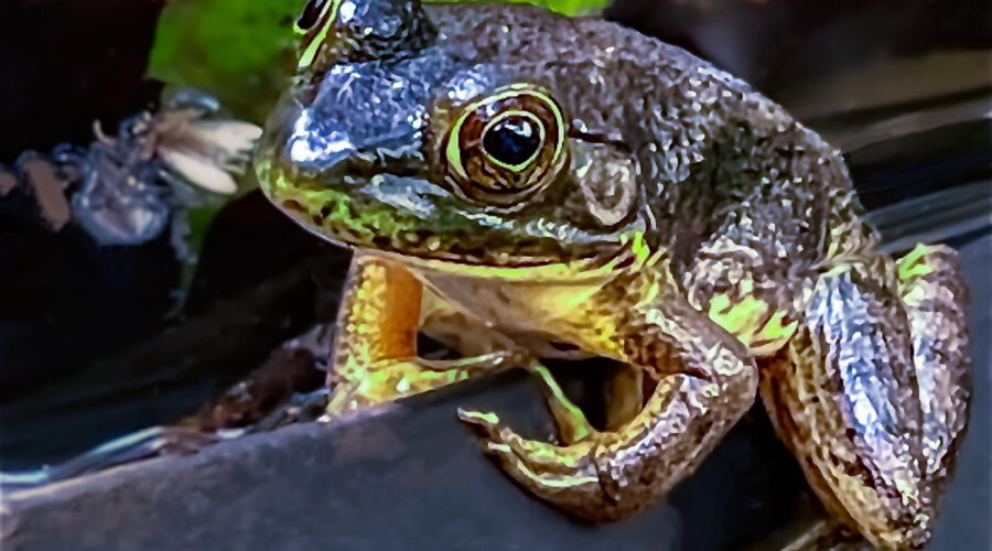 An American bullfrog lounges around in the morning sun to warm itself.