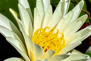 A closeup of an American white water lily shows it’s beautiful white petals and bright yellow stamens.