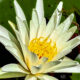 The American White Water Lily is Quite Beautiful
