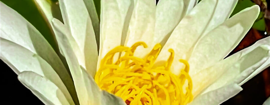 A closeup of an American white water lily shows it’s beautiful white petals and bright yellow stamens.