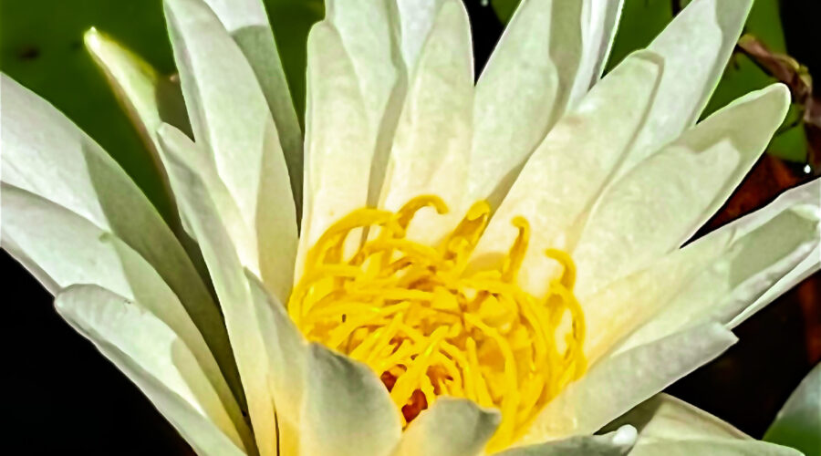 A closeup of an American white water lily shows it’s beautiful white petals and bright yellow stamens.