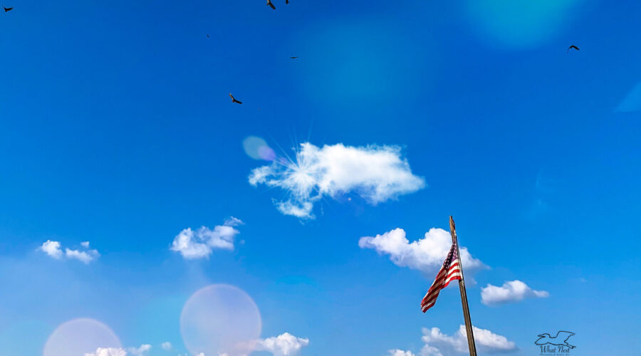 A flag flaps in the wind while birds use it higher in the sky to soar along.