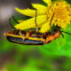 Blister Beetles are Beautiful to Look at, but Don’t Touch