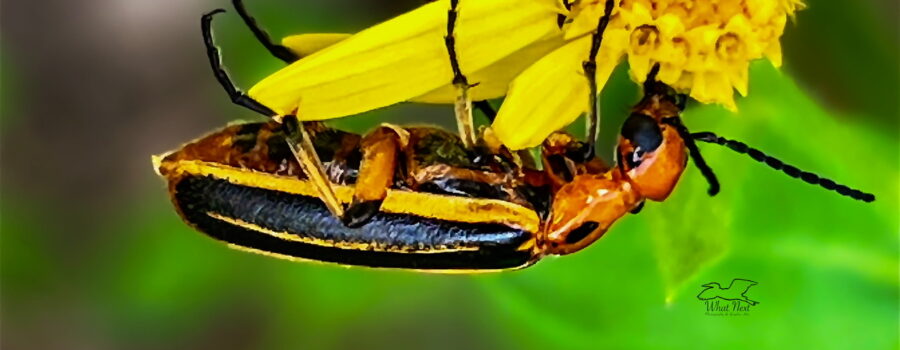 A blister beetle munches contentedly on the petals of a camphorweed flower.