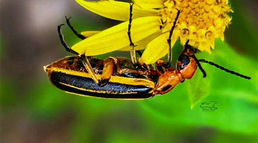 A blister beetle munches contentedly on the petals of a camphorweed flower.