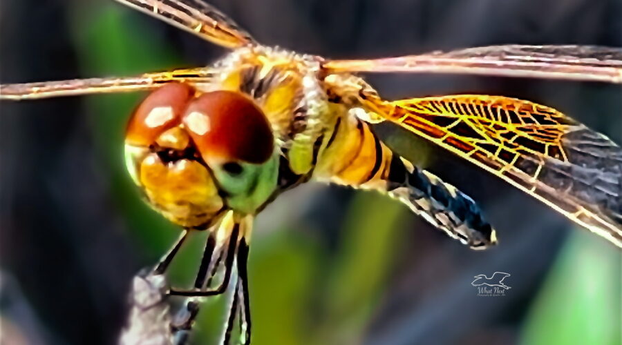 Amanda’s pennants are well know for perching on the tips of vegetation and balancing by moving their bodies and wings.