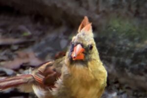 A female cardinal is on high alert while down on the ground to get a snack.