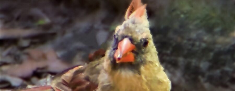 A female cardinal is on high alert while down on the ground to get a snack.