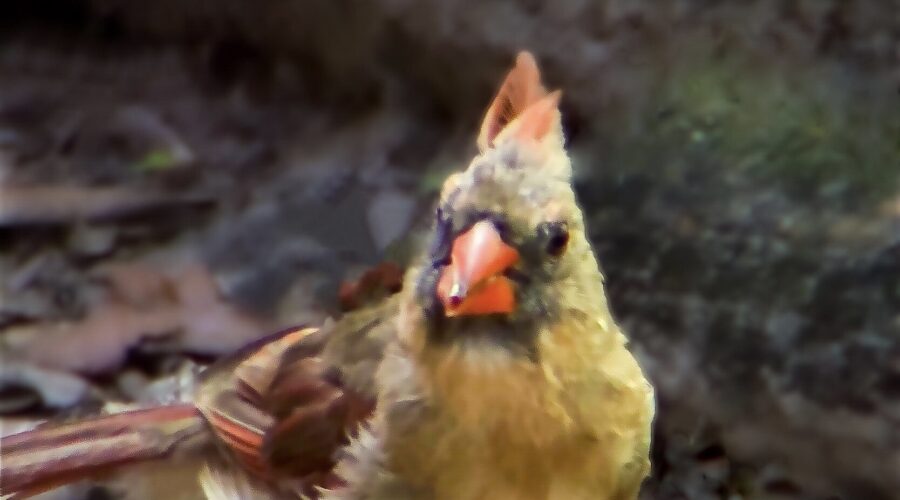 A female cardinal is on high alert while down on the ground to get a snack.