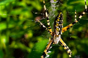 A large female yellow garden spider hangs out in her web in my garden.