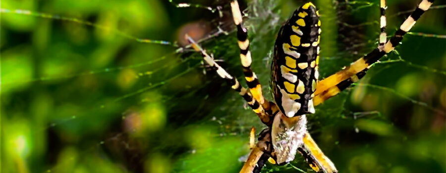 A large female yellow garden spider hangs out in her web in my garden.