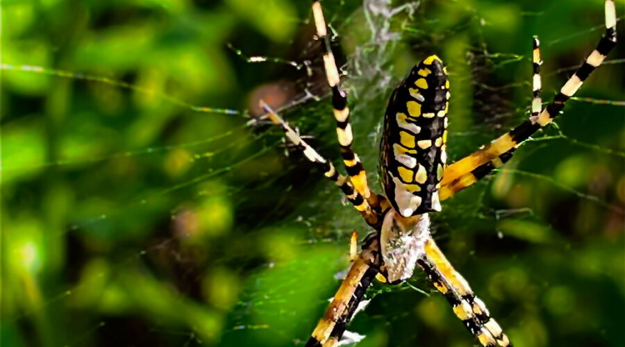 A large female yellow garden spider hangs out in her web in my garden.