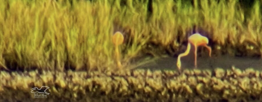 A pair of flamingos dabble on the mud flats at low tide in Cedar Key.