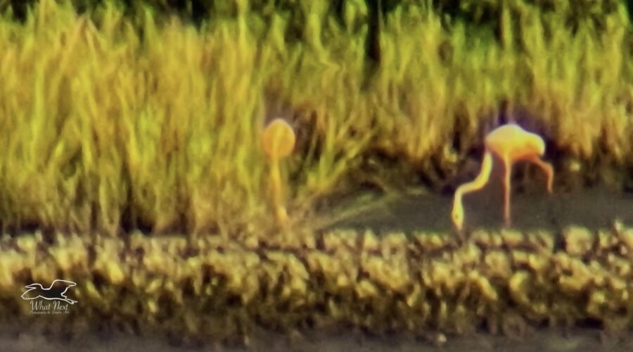 A pair of flamingos dabble on the mud flats at low tide in Cedar Key.