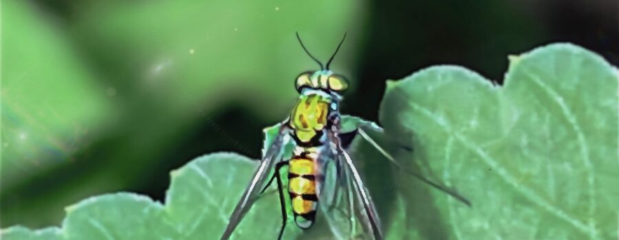 These tiny, long legged flies are a beautiful golden color when the sun shines on them.