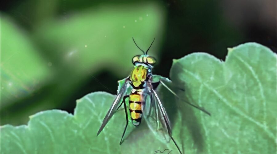 These tiny, long legged flies are a beautiful golden color when the sun shines on them.