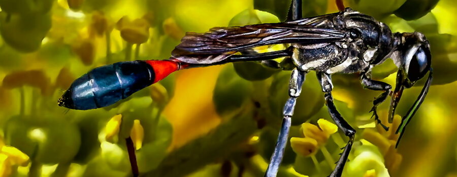 A beautiful wasp climbs around through winged sumac flowers finding nectar to eat.