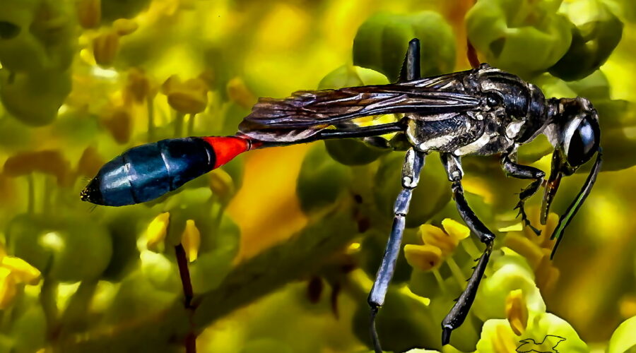 A beautiful wasp climbs around through winged sumac flowers finding nectar to eat.