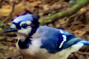 A brazen young blue jay makes sure that everyone knows he’s present.