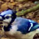 Colorful Blue Jays are Brilliant and Often Quite Bold