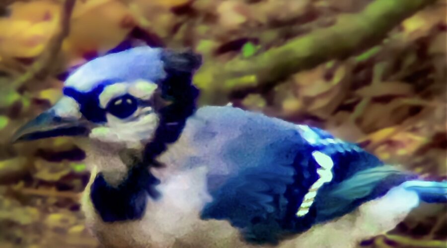 A brazen young blue jay makes sure that everyone knows he’s present.