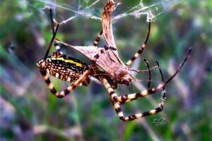 A moth that has flown into a web is quickly pounced on by its banded garden spider occupant.
