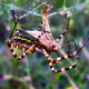 Banded Garden Spiders are Quick and Efficient Huntresses