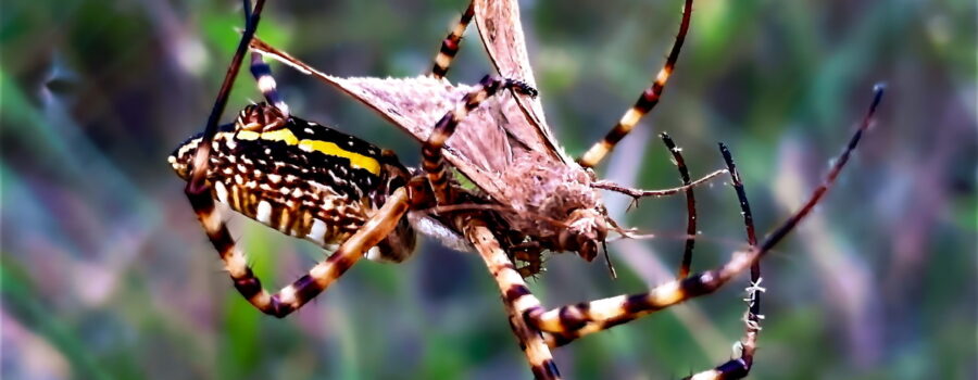 A moth that has flown into a web is quickly pounced on by its banded garden spider occupant.