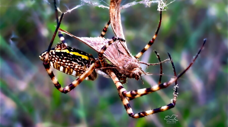 A moth that has flown into a web is quickly pounced on by its banded garden spider occupant.